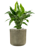 Spathiphyllum 'Sweet Lauretta' in Baq Vertical Rib Grond (Vulkastrat)