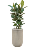 Ficus elastica 'Robusta' in Baq Vertical Rib Grond (Vulkastrat)