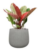 Philodendron 'Prince of Orange' in Ridged Vertically Grond (Vulkastrat)