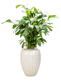 Caryota mitis in Laos Grond (Vulkastrat)