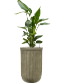 Strelitzia nicolai in Baq Vertical Rib Grond (Vulkastrat)