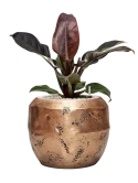 Philodendron `Imperial Red' in Baq Opus Raw Grond (Vulkastrat)