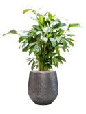 Caryota mitis in Baq Opus Hit Grond (Vulkastrat)