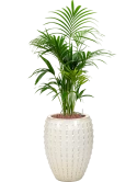 Kentia (Howea) forsteriana in Laos Hydrocultuur