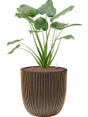 Alocasia cucullata in Capi Nature Groove NL Hydrocultuur