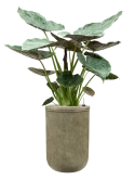 Alocasia Wentii in Baq Vertical Rib Grond (Vulkastrat)