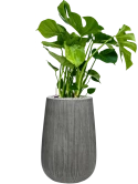 Monstera deliciosa in Ridged Vertically Grond (Vulkastrat)