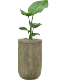 Strelitzia nicolai in Baq Vertical Rib Hydrocultuur