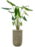 Alocasia zebrina in Baq Vertical Rib Grond (Vulkastrat)