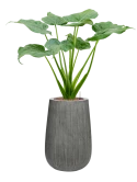 Alocasia cucullata in Ridged Vertically Hydrocultuur