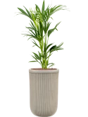 Kentia (Howea) forsteriana in Baq Vertical Rib Hydrocultuur