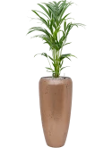 Kentia (Howea) forsteriana in Baq Opus Raw Grond (Vulkastrat)