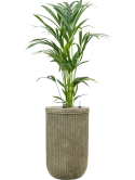 Kentia (Howea) forsteriana in Baq Vertical Rib Grond (Vulkastrat)