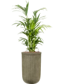 Kentia (Howea) forsteriana in Baq Vertical Rib Hydrocultuur