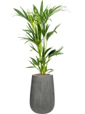 Kentia (Howea) forsteriana in Ridged Vertically Hydrocultuur Hydrocultuur