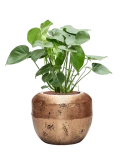 Monstera deliciosa in Baq Opus Raw Hydrocultuur