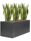 Sansevieria trifasciata 'Laurentii' in Stretto Hydrocultuur Hydrocultuur