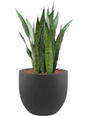 Sansevieria zeylanica in Stretto Hydrocultuur