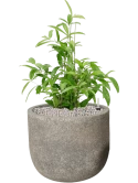 Dracaena surculosa in Cement Grond (Vulkastrat)