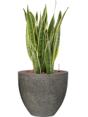 Sansevieria trifasciata 'Laurentii' in Cement Hydrocultuur Hydrocultuur
