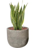 Sansevieria trifasciata 'Laurentii' in Cement Hydrocultuur Hydrocultuur