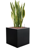 Sansevieria trifasciata 'Laurentii' in Argento Hydrocultuur Hydrocultuur