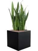 Sansevieria zeylanica in Argento Hydrocultuur