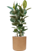 Ficus elastica 'Robusta' in Baq Dune Grond (Vulkastrat)