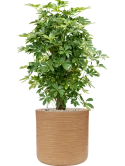 Schefflera arboricola 'Compacta' in Baq Dune Grond (Vulkastrat)