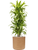 Dracaena fragrans 'Lemon Lime' in Baq Dune Grond (Vulkastrat)