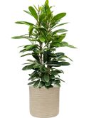 Ficus cyathistipula in Baq Dune Grond (Vulkastrat)