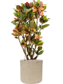 Croton (Codiaeum) variegatum 'Petra' in Baq Dune Grond (Vulkastrat)