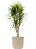 Dracaena marginata in Baq Dune Grond (Vulkastrat)