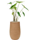 Alocasia zebrina in Baq Dune Grond (Vulkastrat)