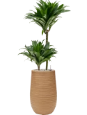 Dracaena fragrans 'Compacta' in Baq Dune Grond (Vulkastrat)