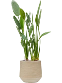 Strelitzia reginae in Baq Dune Grond (Vulkastrat)