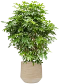 Schefflera arboricola 'Compacta' in Baq Dune Grond (Vulkastrat) Grond (Vulkastrat)