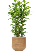 Ficus microcarpa 'Moclame' in Baq Dune Grond (Vulkastrat)