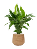 Spathiphyllum 'Sweet Lauretta' in Baq Dune Grond (Vulkastrat)