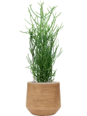 Euphorbia tirucalli in Baq Dune Grond (Vulkastrat)