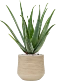 Aloe vera barbadensis in Baq Dune Grond (Vulkastrat)