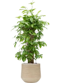 Dracaena surculosa (90-120) in Baq Dune Grond (Vulkastrat)