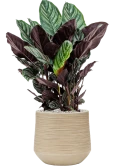 Calathea sanderiana in Baq Dune Grond (Vulkastrat)
