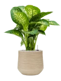 Dieffenbachia seguine 'Reeva' in Baq Dune Grond (Vulkastrat)