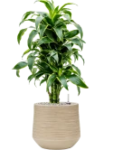 Dracaena fragrans 'Dorado' in Baq Dune Grond (Vulkastrat)