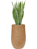 Sansevieria trifasciata 'Laurentii' in Baq Dune Hydrocultuur
