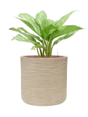 Aglaonema 'Stripes' in Baq Dune Hydrocultuur