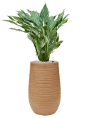 Spathiphyllum 'Diamond' in Baq Dune Grond (Vulkastrat)