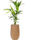 Kentia (Howea) forsteriana in Baq Dune Grond (Vulkastrat)