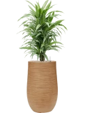 Dracaena deremensis 'Warneckei' in Baq Dune Grond (Vulkastrat)